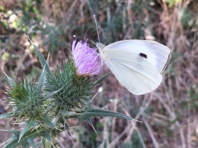 Pieris? S, Pieris brassicae, femmina
